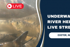 thumbnail for video showing alewives underwater and text reading livestream