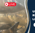 thumbnail for video showing alewives underwater and text reading livestream