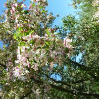 Wild crab apple tree in bloom