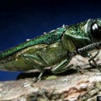 Agrilus planipennis, the Emerald Ash Borer (EAB).  A small emerald green jewel beetle.  It has a metallic sheen.