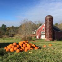 Pile of pumpkins with Raynes barn in the background