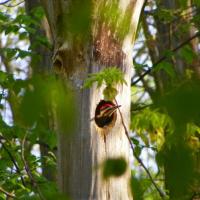 Photo of Pileated Woodpecker