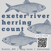 Image of fish with a qr code to open this webpage