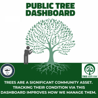 Image of a tree and a person collecting data about it.