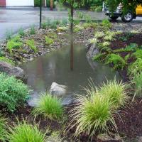 Rain Garden