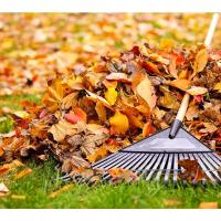 leaf and rake