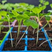 Seed Starting