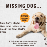 Missing dog license poster describing dog and showing a golden lab laying down