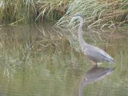 Image of a blue heron
