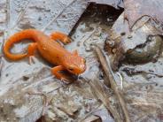 Image of a red eft