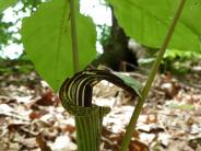 image of jack in the pulpit