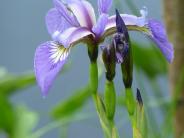 Blue Flag iris image