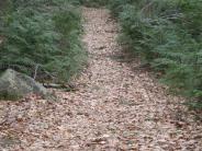 Image of trail with leaves