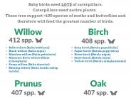 list of the best native trees for birds