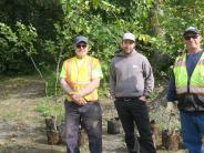 liberty elm tree planting crew