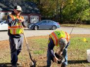 liberty elm tree planting crew