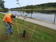 liberty elm tree planting crew