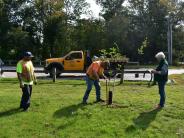 liberty elm tree planting crew