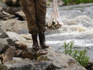 Fish and Game staff holds a fish full of river herring