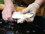 NH Fish and Game holds up an Alewife River Herring above a bucket of water