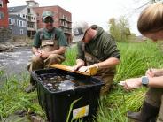 Fish and Game Staff study river herring by the Exeter River