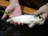 Staff hold up a Blue Back River Herring