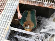 Fish and Game biologist stands inside the fish ladder at the Pickpocket Dam