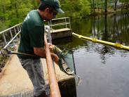Fish and Game staff count River Herring as they pass them from the Fish Ladder over the dam into the river blow. 
