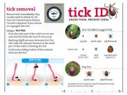 Prevent Tick Bites Flyer