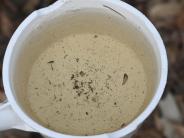 Mosquito larvae