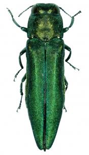 An overhead view of the EAB, it shows its six legs and small antennae.