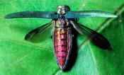 A dorsal view of the EAB displaying its metallic red abdomen and green-gold thorax under its elytra and underwing.
