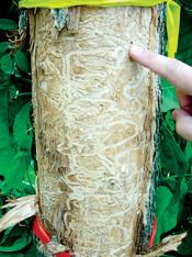 Detail of a green ash killed by an EAB infestation.  There are squiggles of eaten wood under stripped bark.