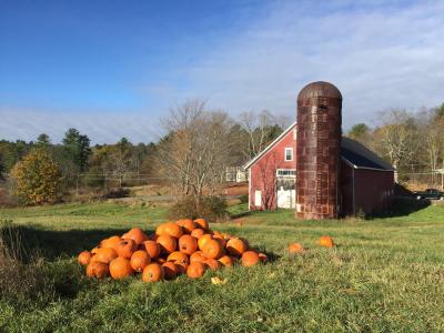 Photo of a pumpkin pile in front of Raynes Barn