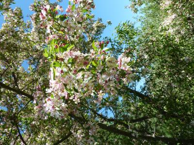 Wild crab apple tree in bloom