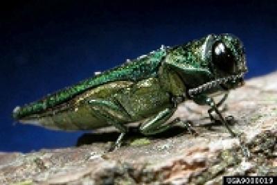 Agrilus planipennis, the Emerald Ash Borer (EAB).  A small emerald green jewel beetle.  It has a metallic sheen.