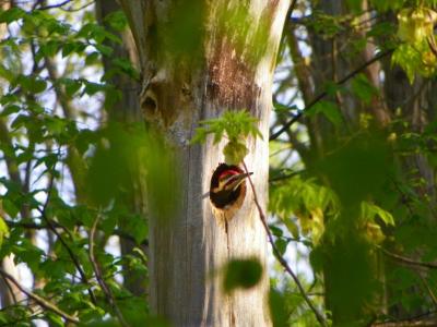 Photo of Pileated Woodpecker