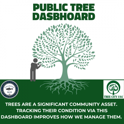 Image of a tree and a person collecting data about it.