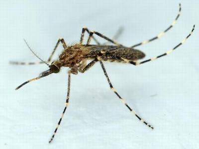 picture of mosquito