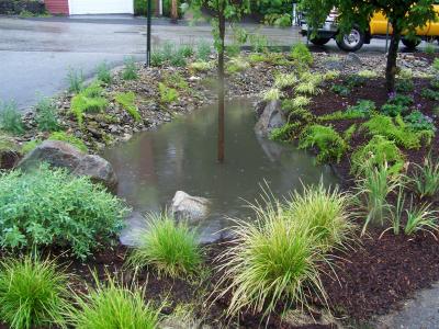 Rain Garden