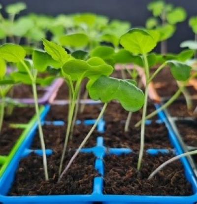 Seed Starting