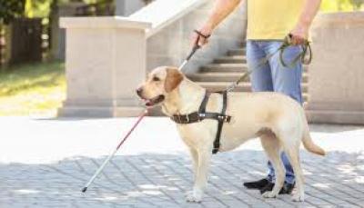 do service dogs have to walk