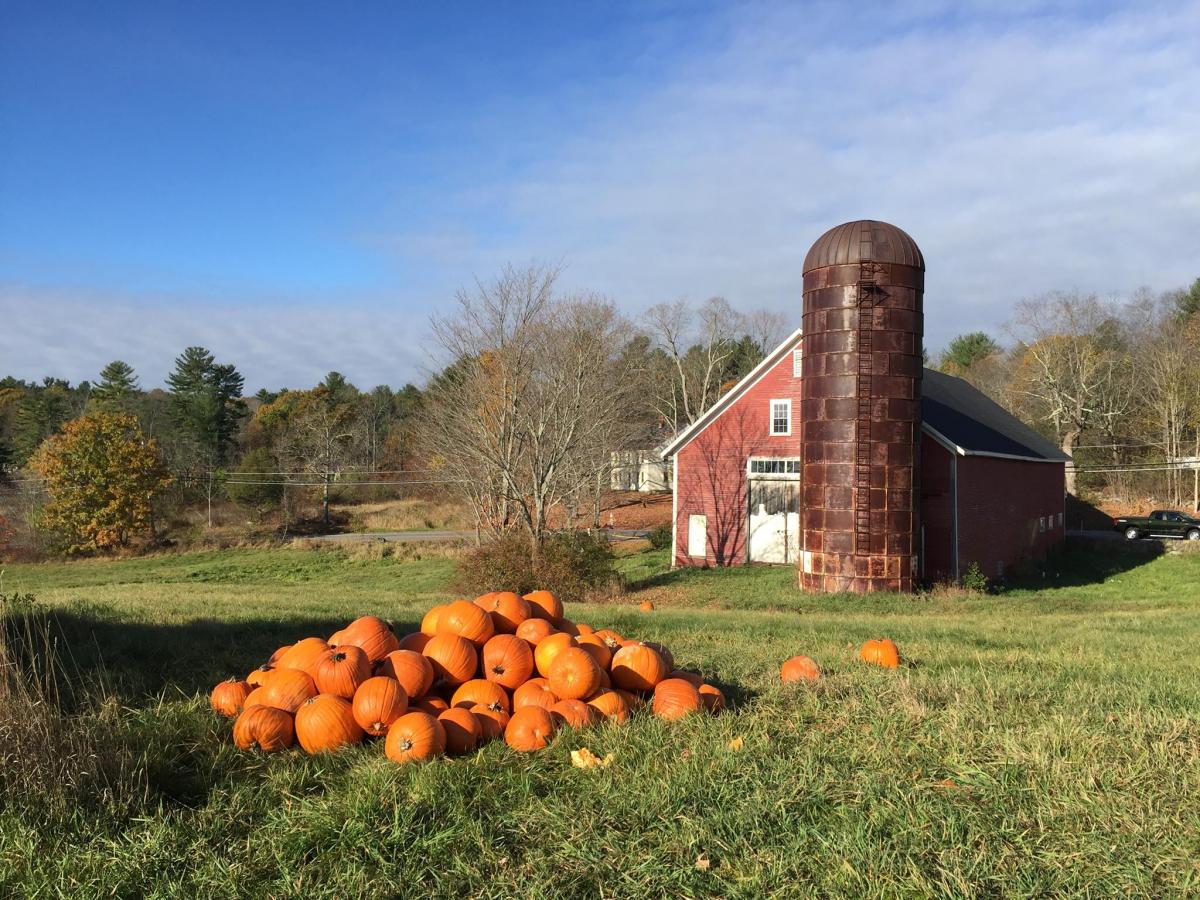 Pile of pumpkins with Raynes barn in the background
